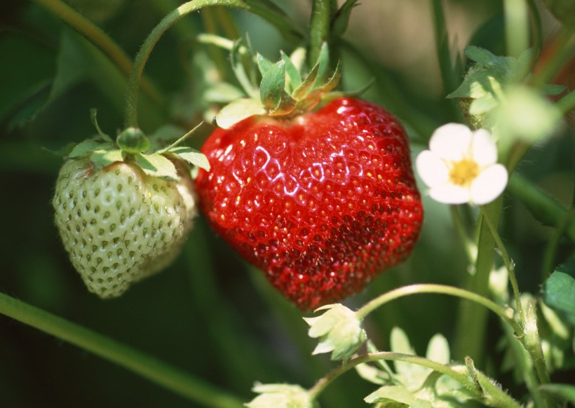 点击大图看下一张：草莓果实图片