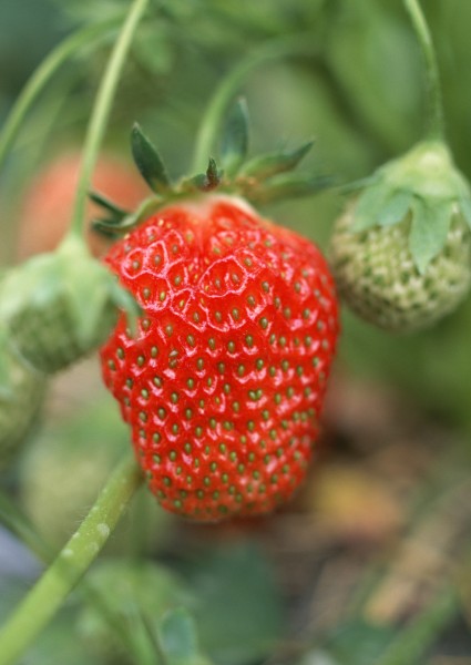 点击大图看下一张：草莓果实图片