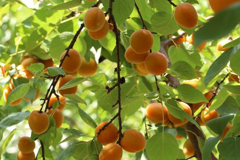 点击大图看下一张：树上成熟的杏子图片