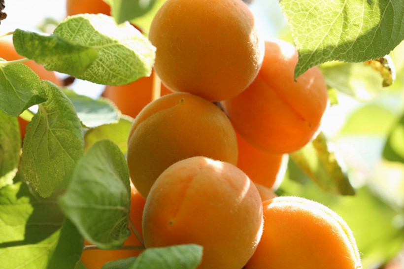 点击大图看下一张：树上成熟的杏子图片