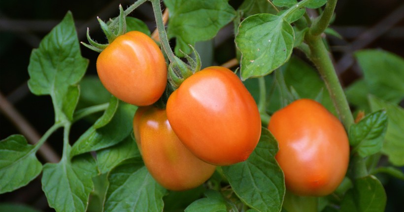 点击大图看下一张：樱桃番茄圣女果图片