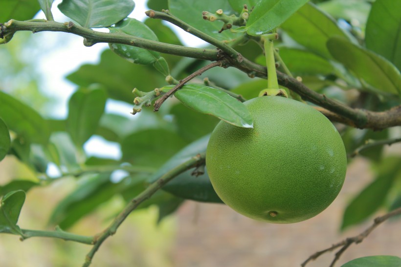 点击大图看下一张：绿色未成熟的柚子图片