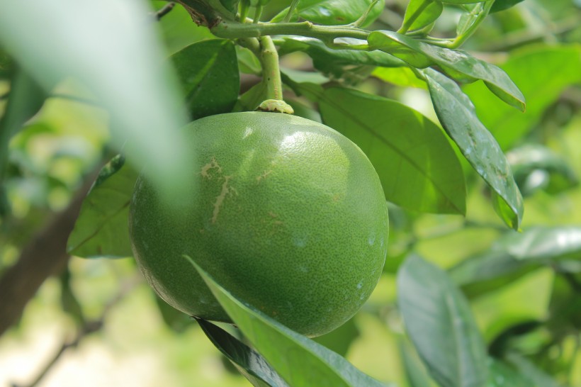 点击大图看下一张：绿色未成熟的柚子图片