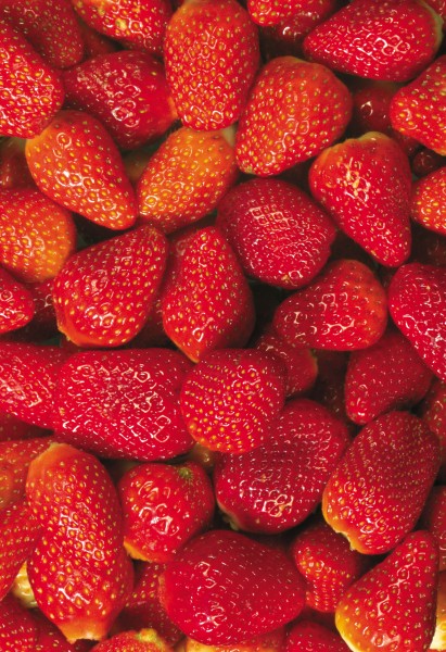 点击大图看下一张：大堆的草莓图片