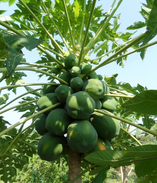 点击大图看下一张：番木瓜植物果实图片