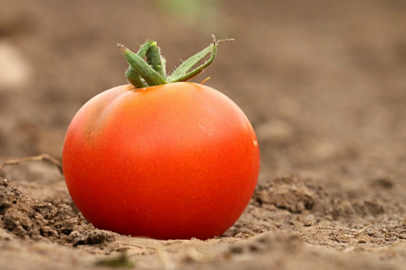 点击大图看下一张：营养美味的番茄图片