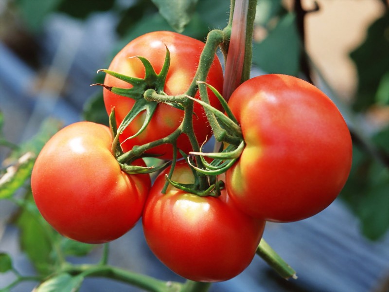 点击大图看下一张：番茄西红柿图片