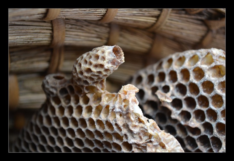 点击大图看下一张：蜂巢蜂窝图片