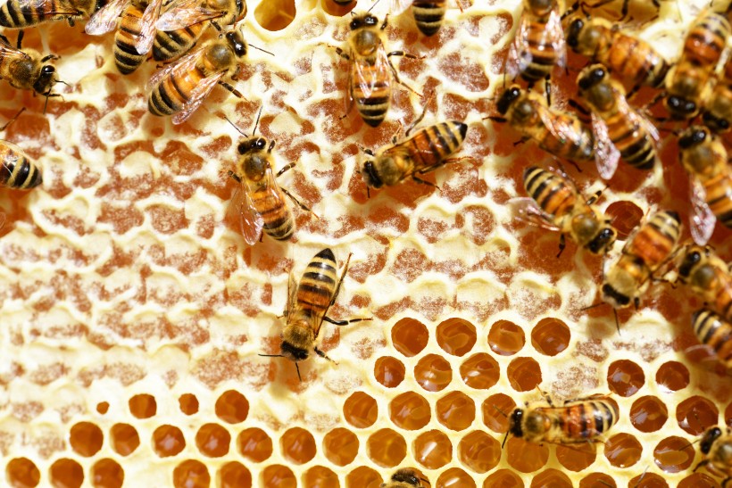 点击大图看下一张：蜂巢蜂窝图片