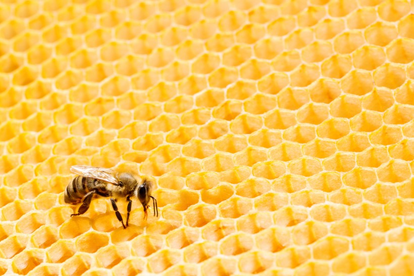 点击大图看下一张：黄色的蜂巢图片