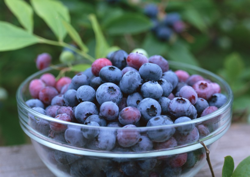 点击大图看下一张：丰收蓝莓图片