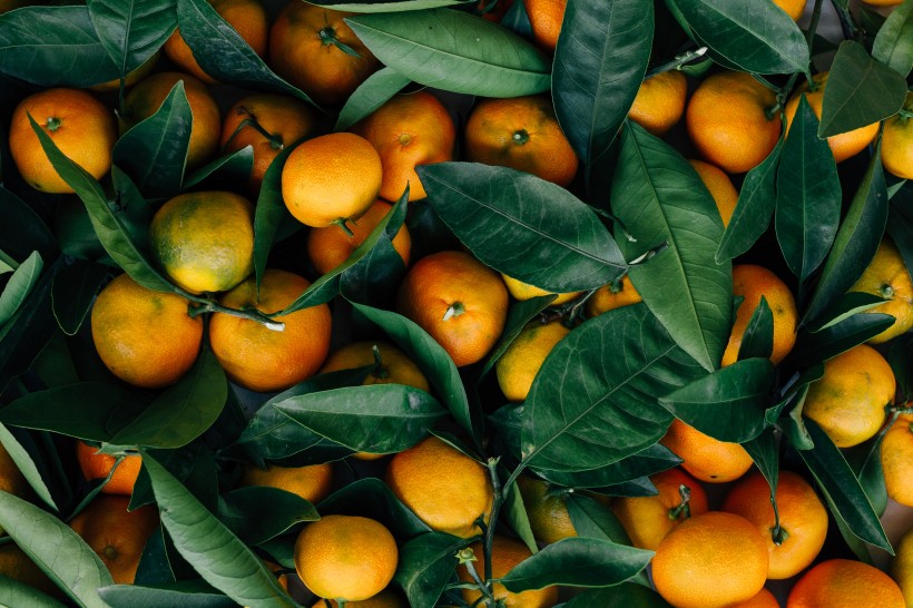 点击大图看下一张：好吃的柑橘图片
