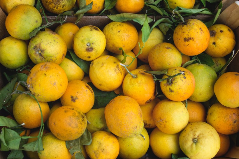 点击大图看下一张：好吃的柑橘图片