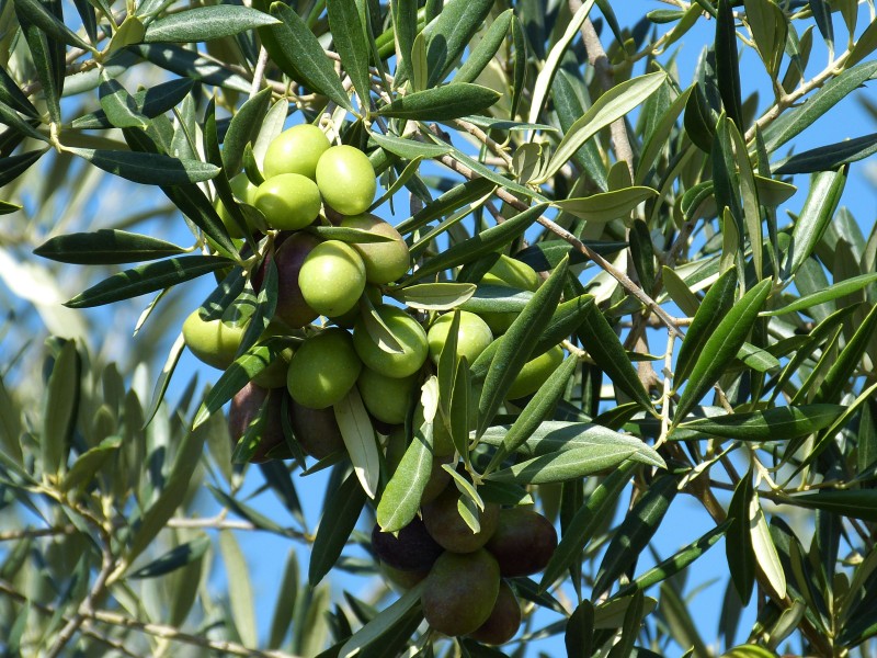 点击大图看下一张：成熟橄榄果图片