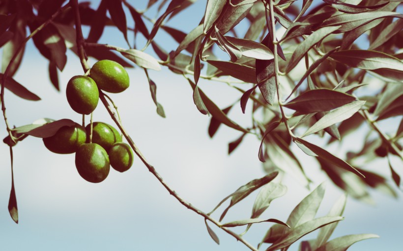 点击大图看下一张：成熟橄榄果图片