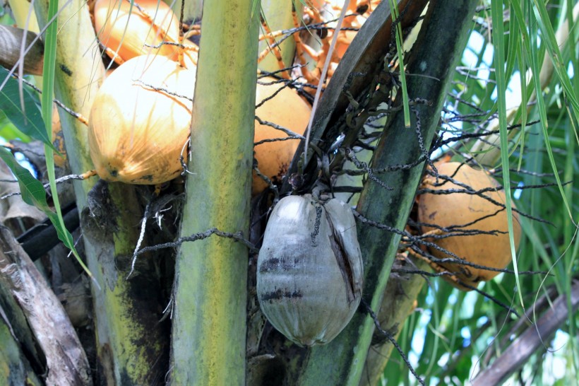 点击大图看下一张：高蛋白的椰子图片