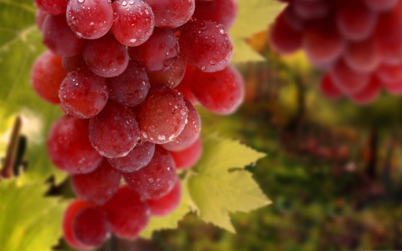 点击大图看下一张：秋天的果实葡萄图片