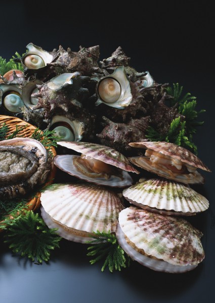 点击大图看下一张：螺类,扇贝,贝壳,海鲜食材图片