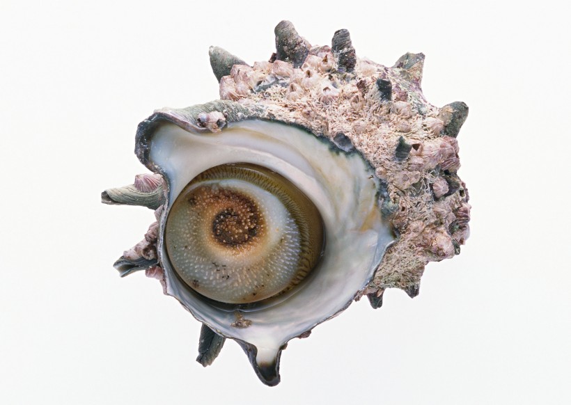 点击大图看下一张：贝壳,扇贝,螺类海鲜食材图片