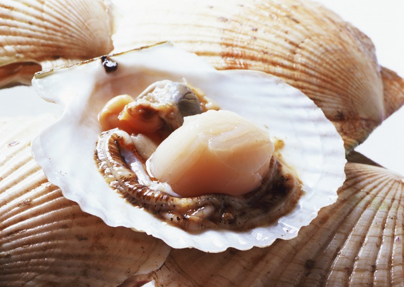点击大图看下一张：扇贝,贝壳,螺类海鲜食材图片