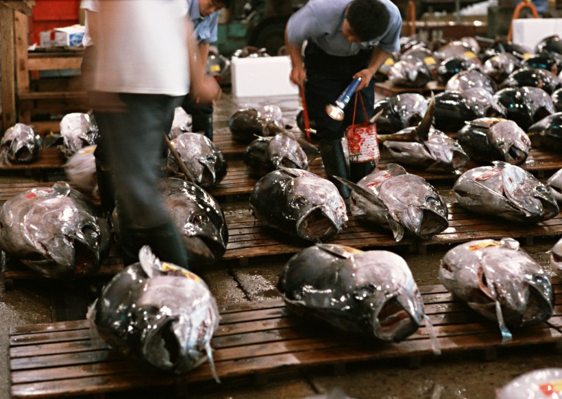 点击大图看下一张：海鲜市场图片