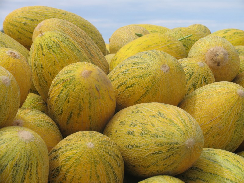点击大图看下一张：美味的哈密瓜图片