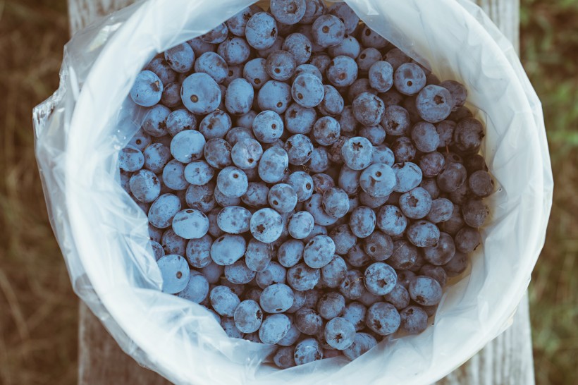 点击大图看下一张：好吃的蓝莓图片