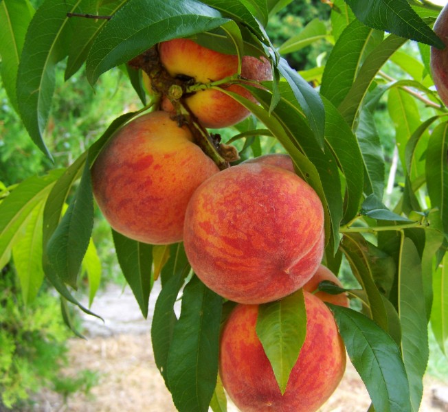 点击大图看下一张：好吃的桃子图片