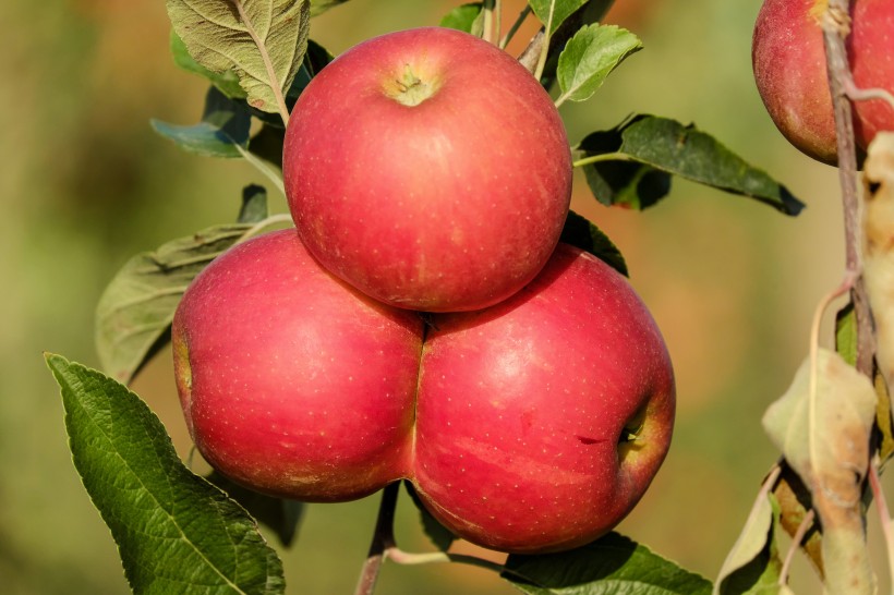 点击大图看下一张：诱人的红苹果图片
