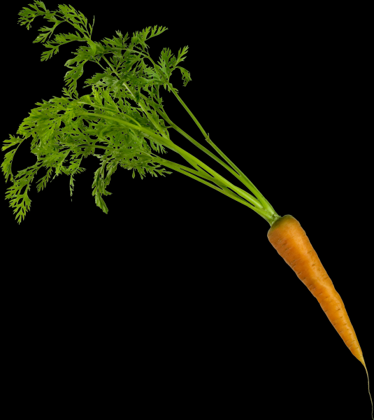 点击大图看下一张：胡萝卜透明背景PNG图片