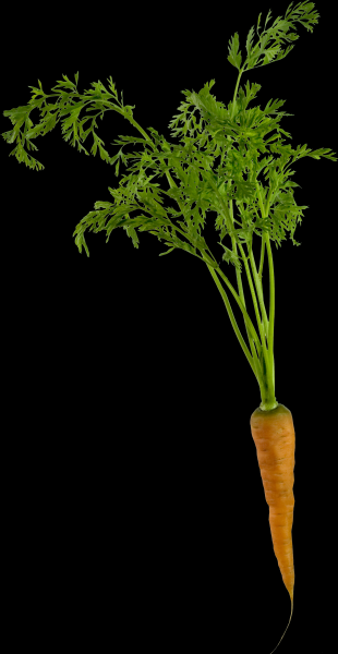 点击大图看下一张：胡萝卜透明背景PNG图片