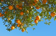 树枝上的橘子图片_13张