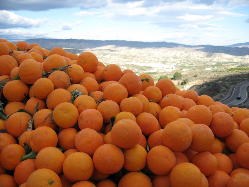 点击大图看下一张：新鲜好看的橘子图片