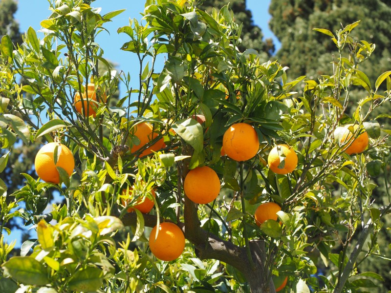 点击大图看下一张：树枝上的橘子图片