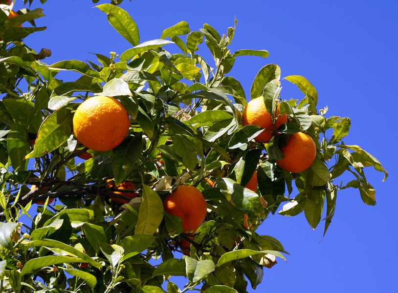 点击大图看下一张：树枝上的橘子图片