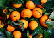 新鲜的柑橘图片_13张