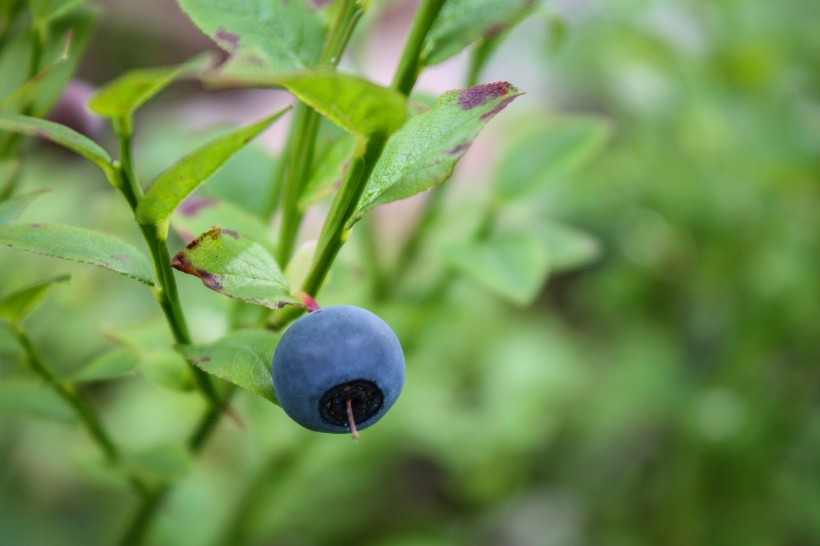 点击大图看下一张：清香可口的蓝莓图片