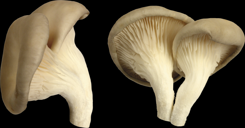 点击大图看下一张：蘑菇透明背景PNG图片