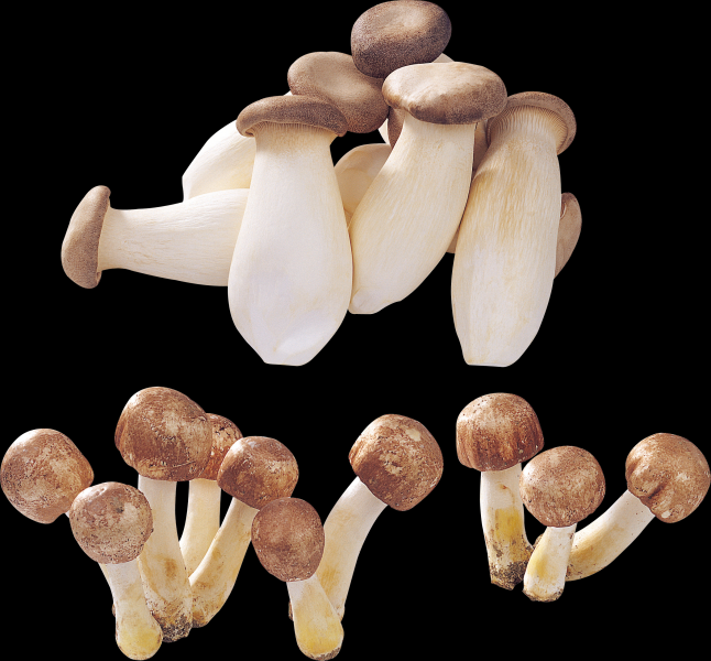 点击大图看下一张：蘑菇透明背景PNG图片