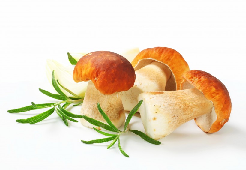 点击大图看下一张：可食用蘑菇图片