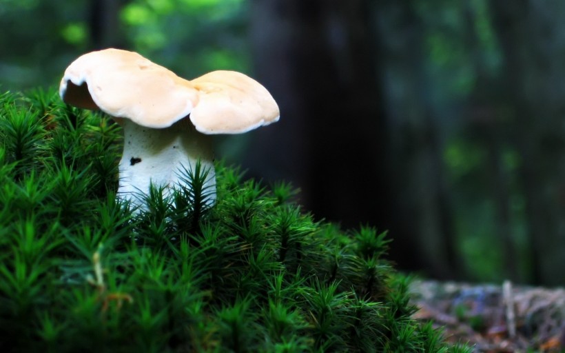 点击大图看下一张：森林中的蘑菇图片