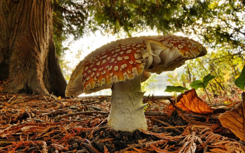 点击大图看下一张：森林中的蘑菇图片