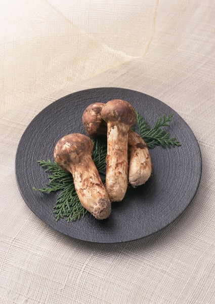 点击大图看下一张:蘑菇图片