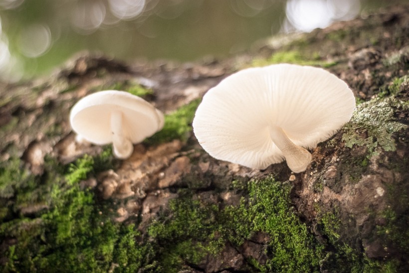 点击大图看下一张：生长在地上的蘑菇图片