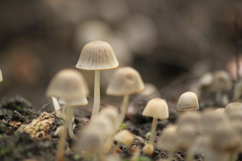 点击大图看下一张：生长在地上的蘑菇图片