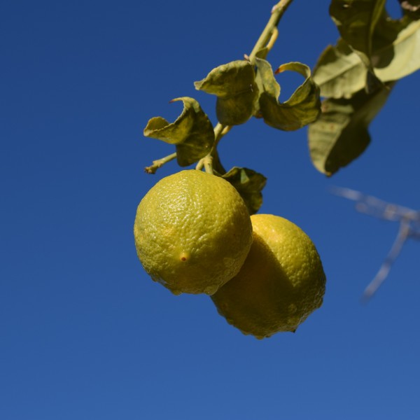 点击大图看下一张：挂在枝头的柠檬图片