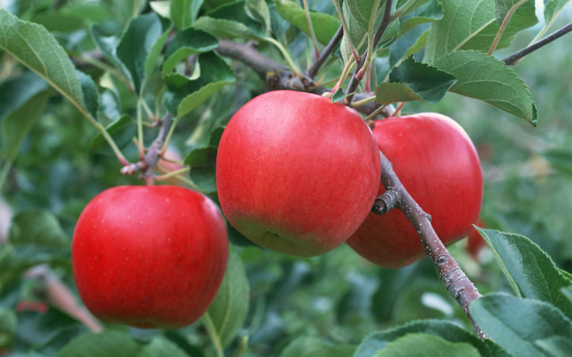 点击大图看下一张：红彤彤的苹果图片