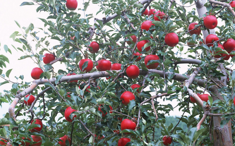 点击大图看下一张：红彤彤的苹果图片