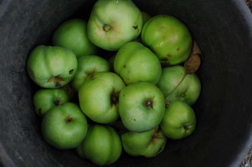 点击大图看下一张：好吃的青苹果图片