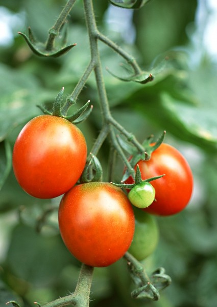 点击大图看下一张：收获西红柿图片